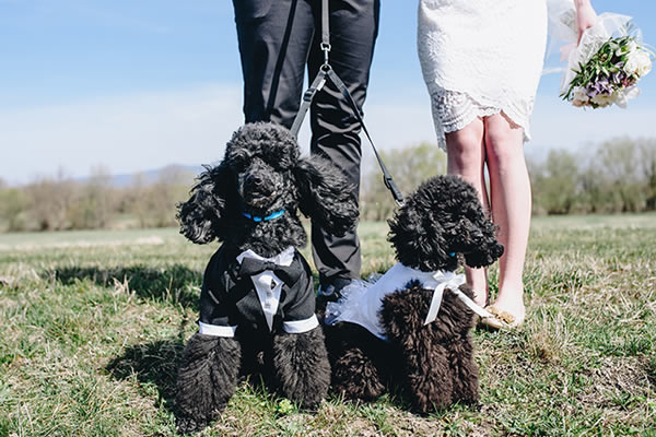 For a satisfied bridal bark